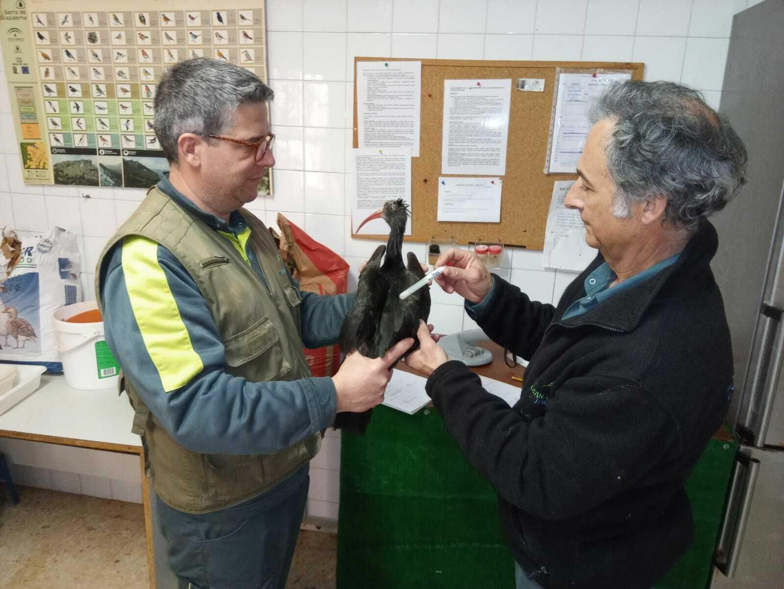 Un ibis eremita es chequeado en el Zoo de Jerez.