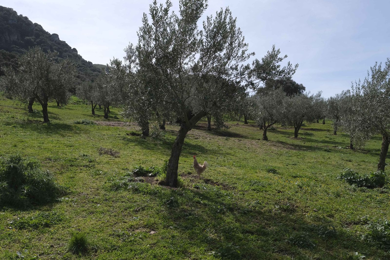 La Donaira, en fotos
