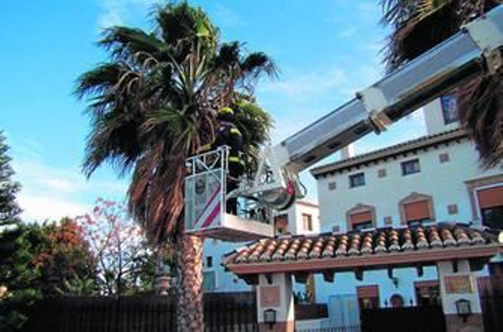 El rescate de un gato en una palmera