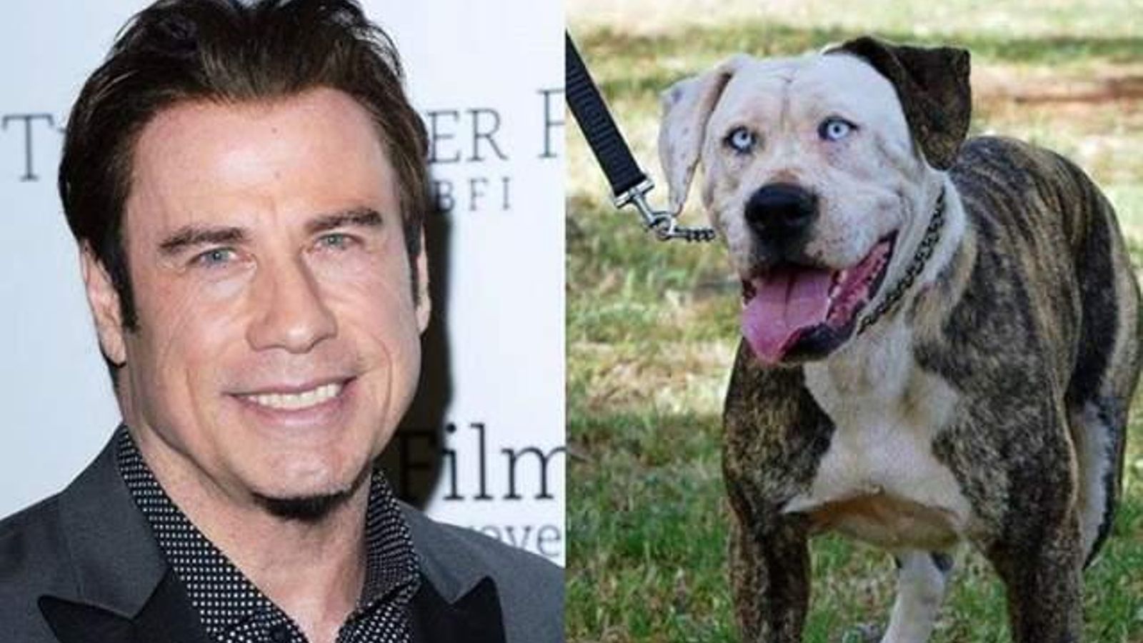 John Travolta y su doble canino