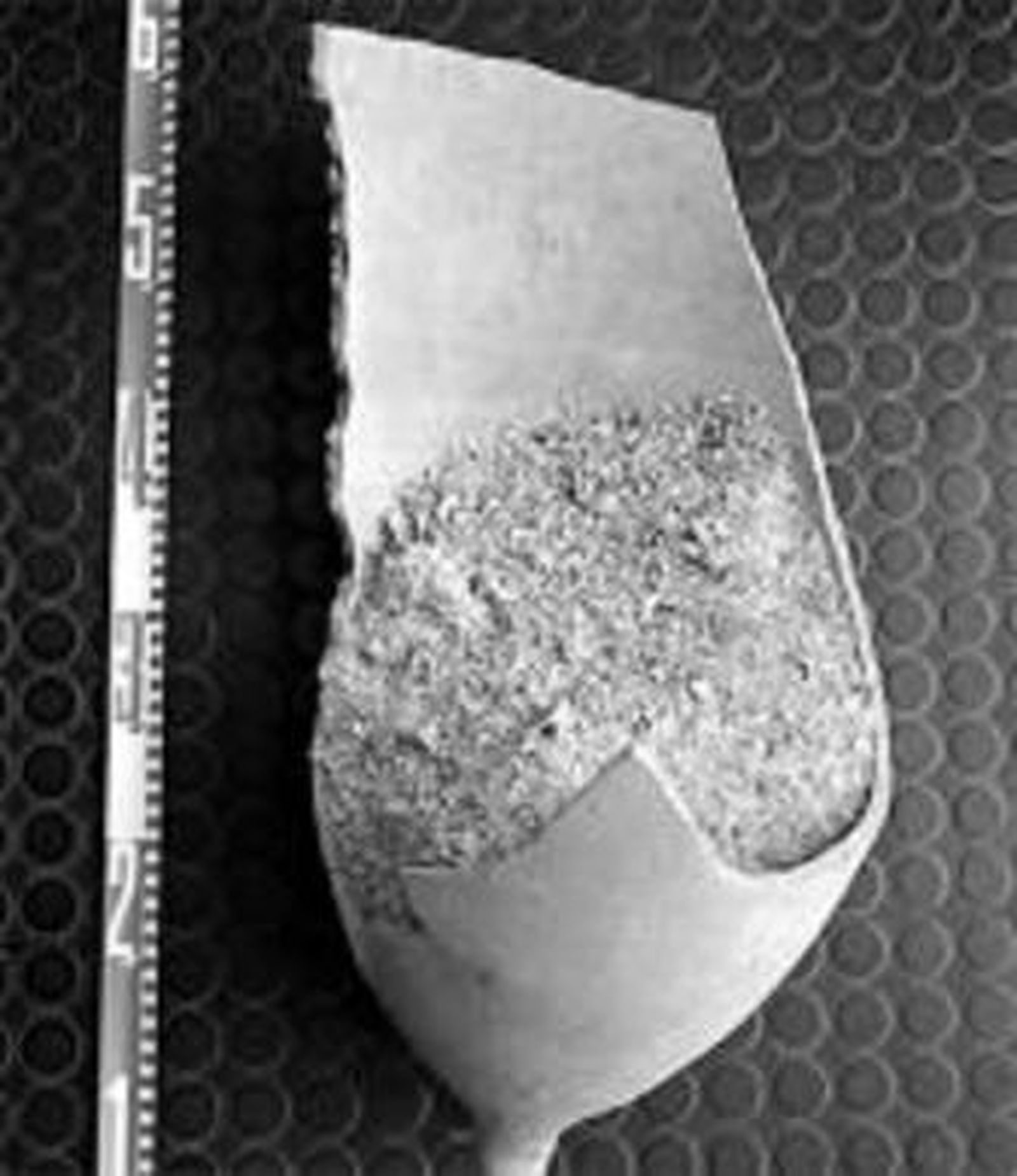 Mosaico con fauna marina de la Casa del Fauno, en Pompeya.