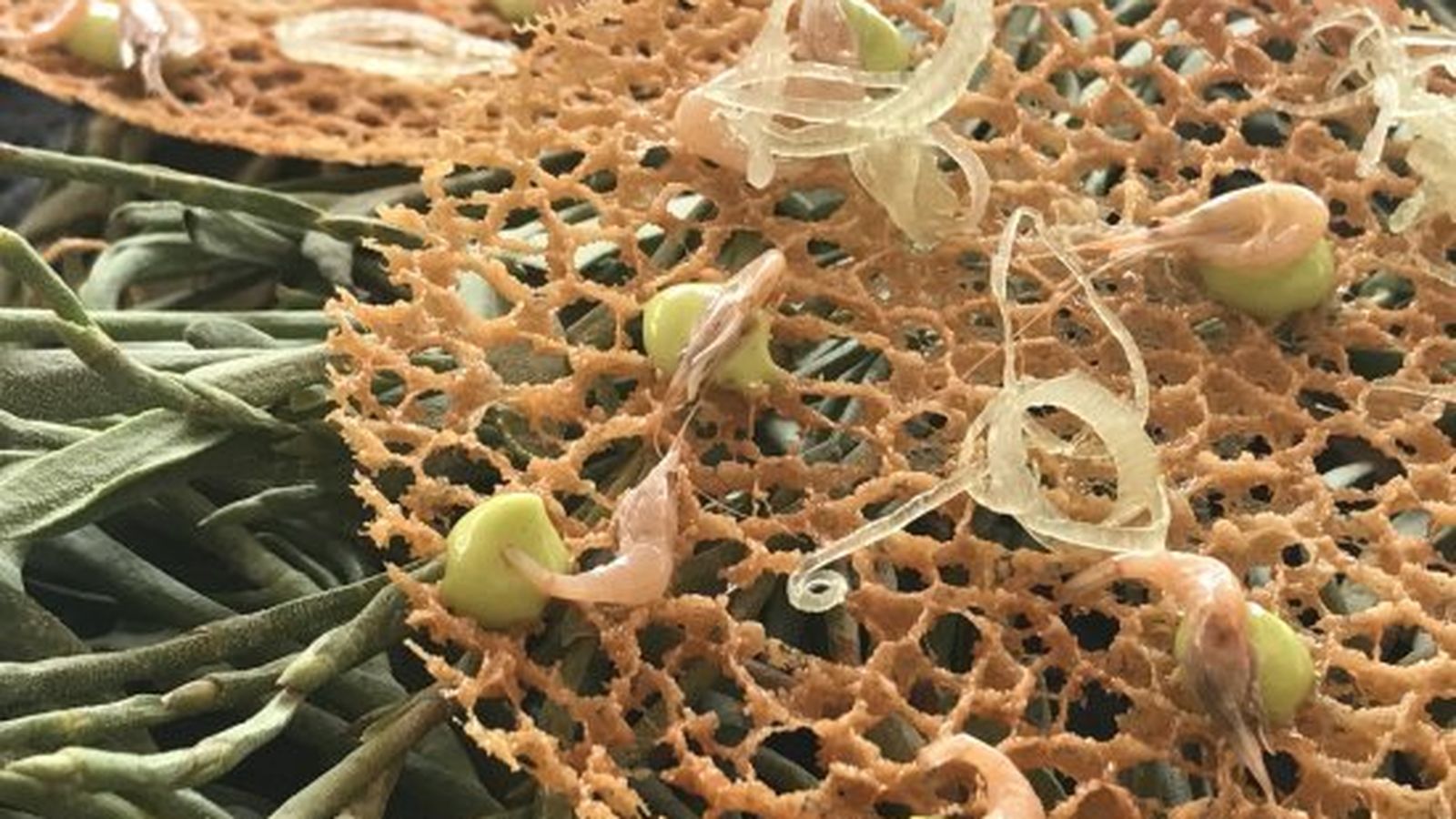 Tortillita de camarones al estilo de Ángel León