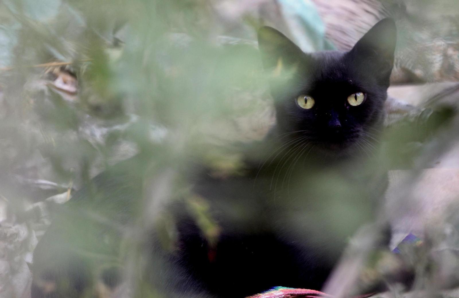 Una imagen de un gato.