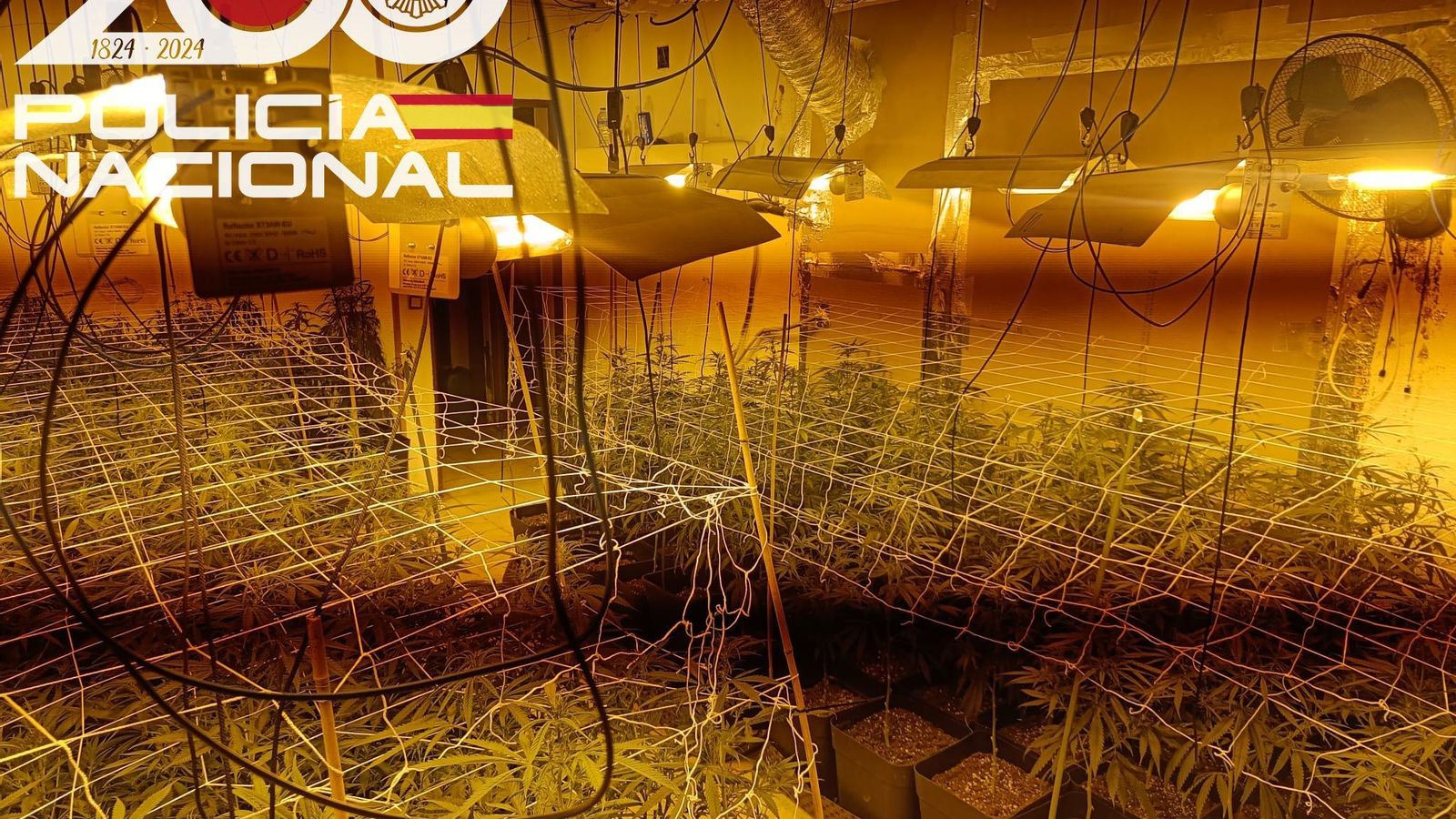 Plantas de marihuana intervenidas.