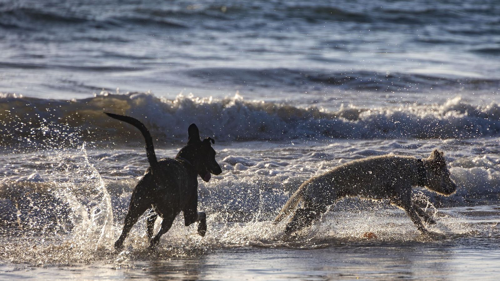 Otros dos perros chapoteando en la orilla. Otros dos perros chapoteando en la orilla.