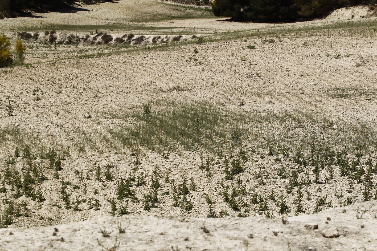 Imágenes de la sequía que golpea con dureza la producción de cereal en Los Vélez