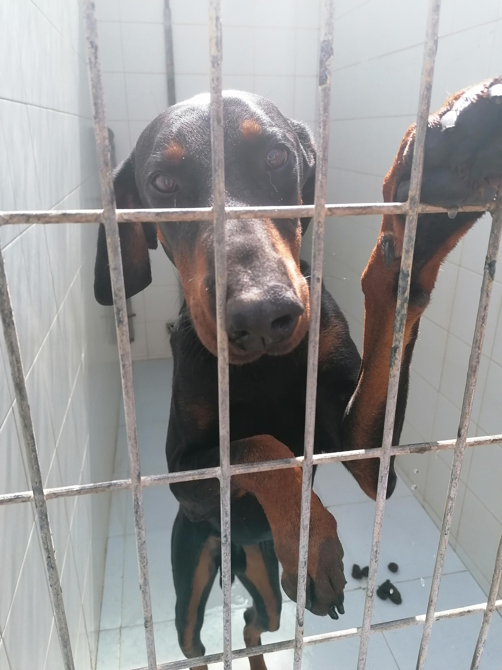 Se repite constantemente la imagen de las patitas entre los barrotes porque en la perrera los animales están deseando el contacto humano.