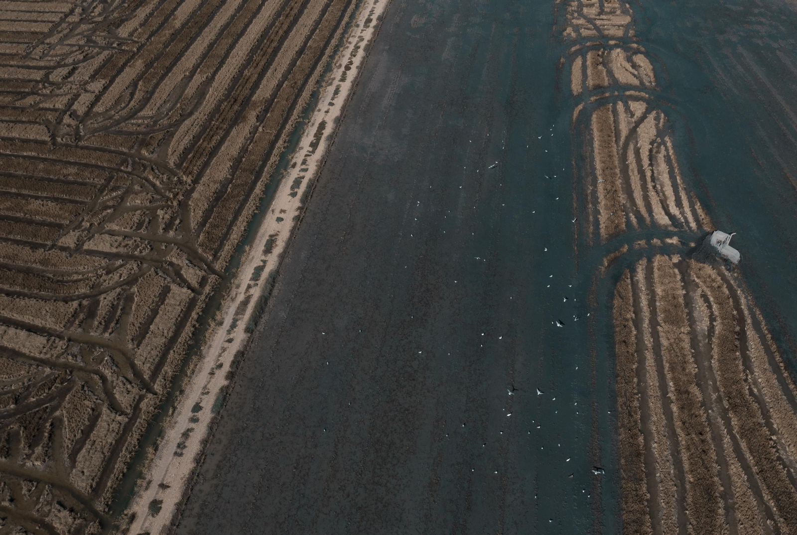 Labores después de la cosecha en las tablas de arroz de las Marismas del Guadalquivir