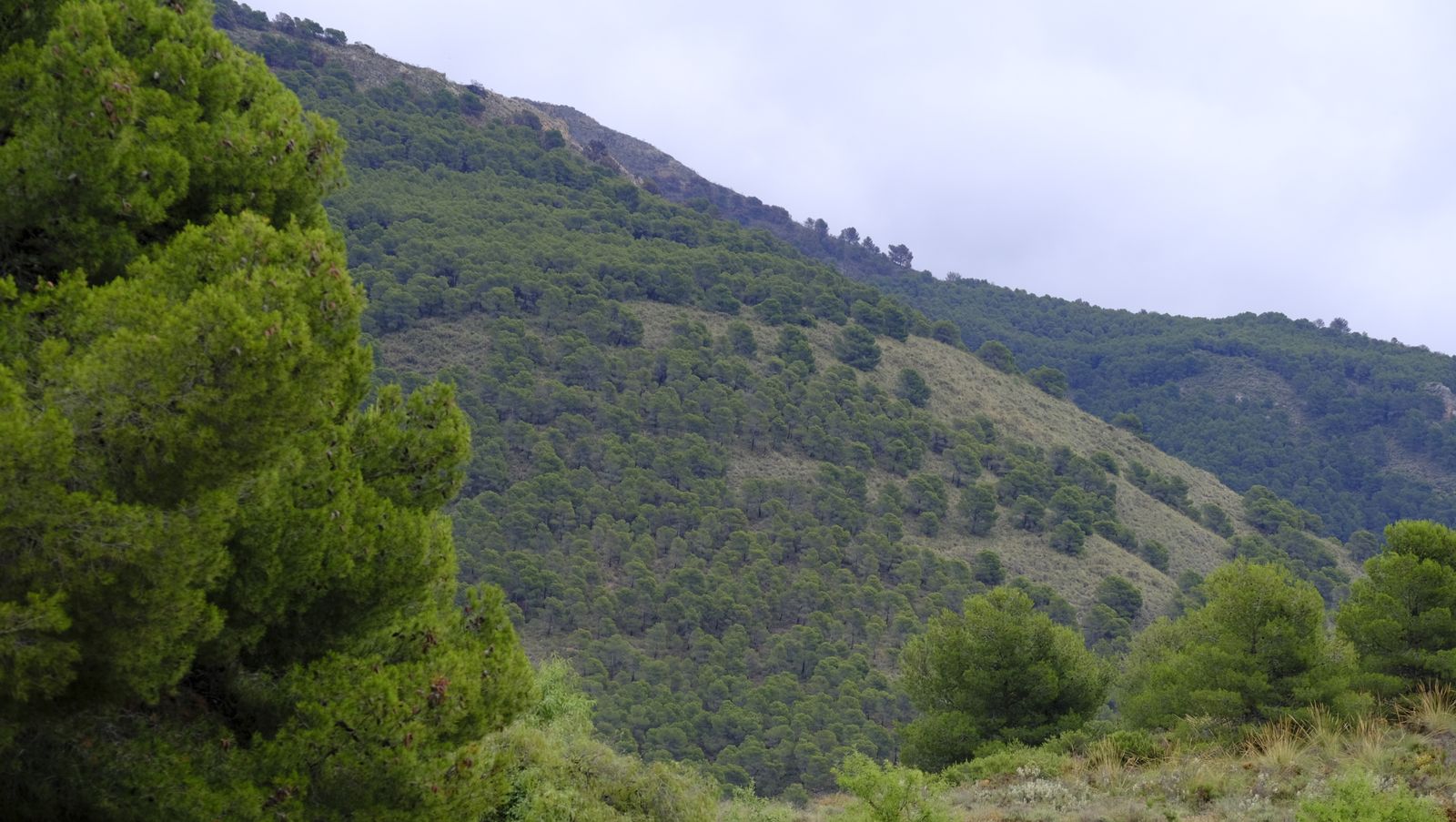 Fotogalería simulacro incendio forestal. Parque periurbano de Castala. Berja (Almería)