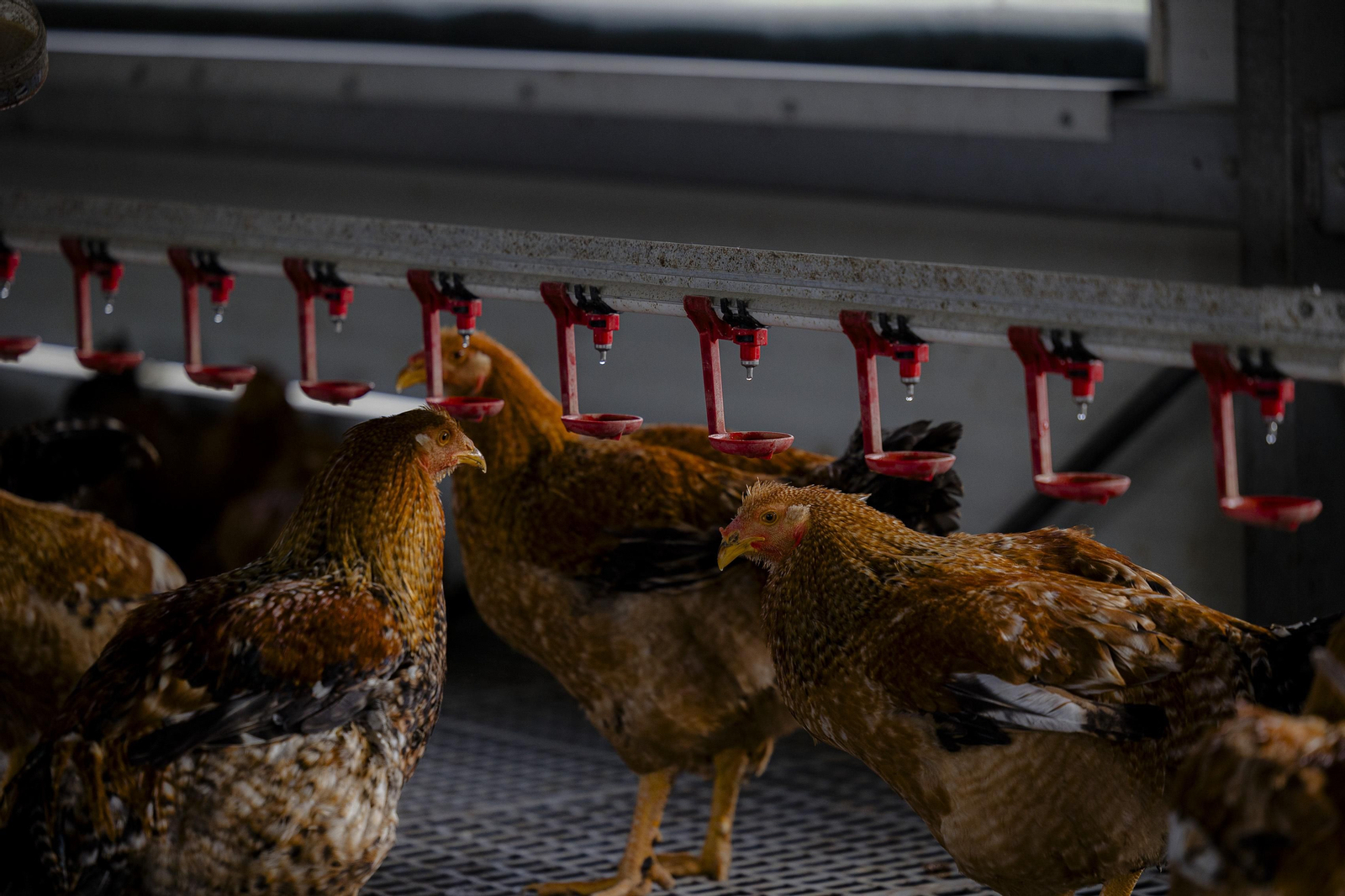 Imágenes de la finca "Loma Verde"; dedicada a la cría de capones y pulardas en libertad.