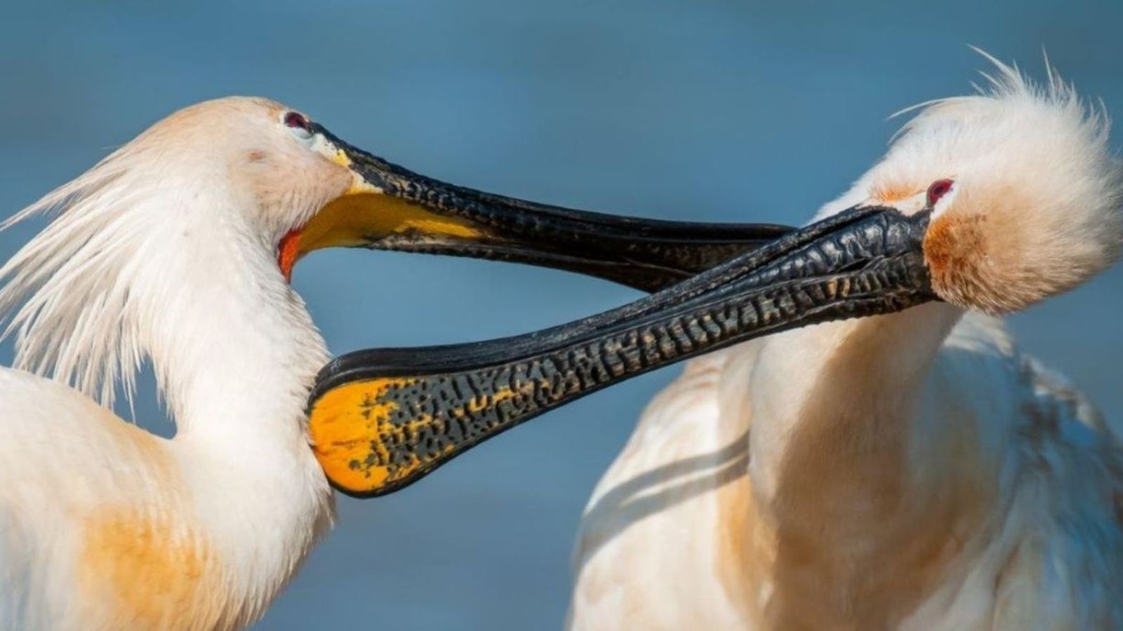 Una de las fotografías de la exposición 'Marismas del Odiel, un paraje por descubrir'.