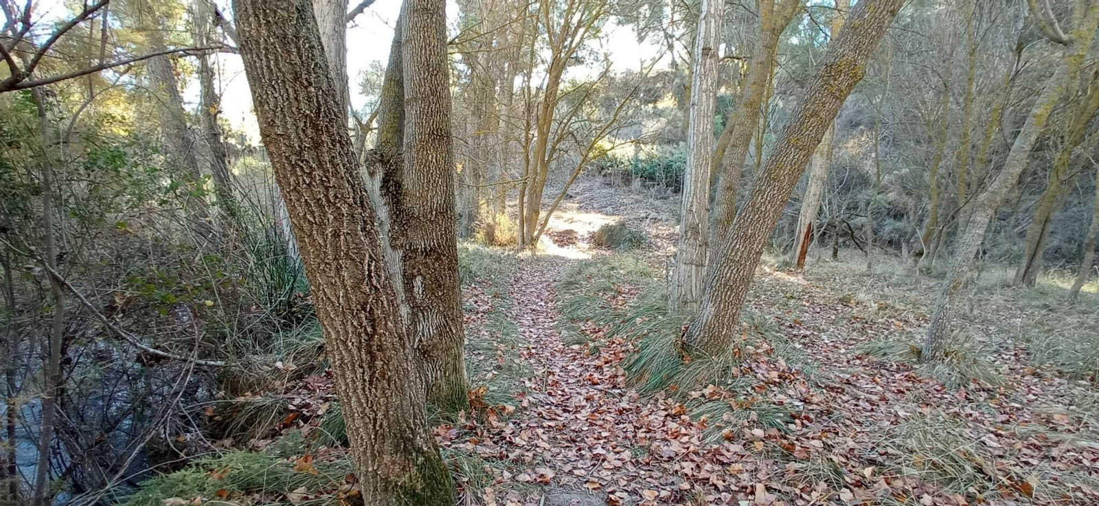 Las imágenes de la ruta del Bosque Encantado de Higueras
