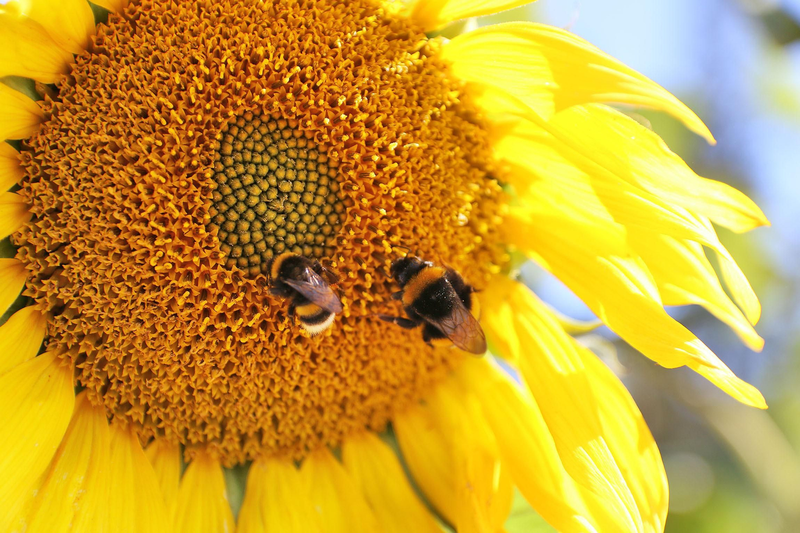 Fotogalería de la presentación de Plataforma Tierra, de Cajamar e IBM