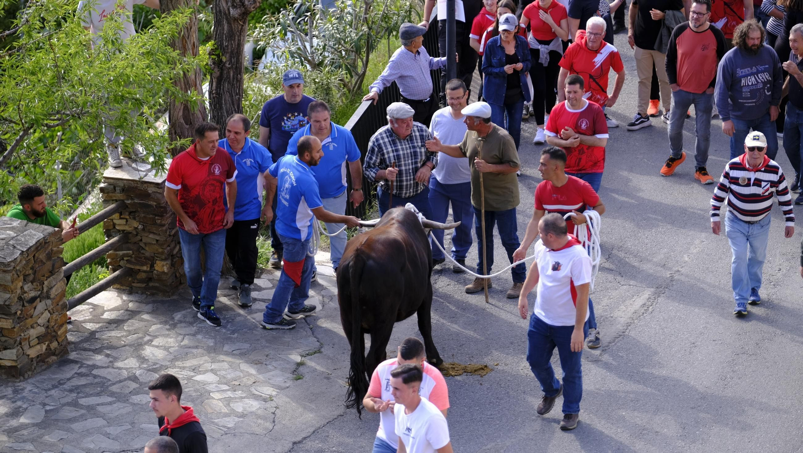 Los toros ensogados de Ohanes, en imágenes