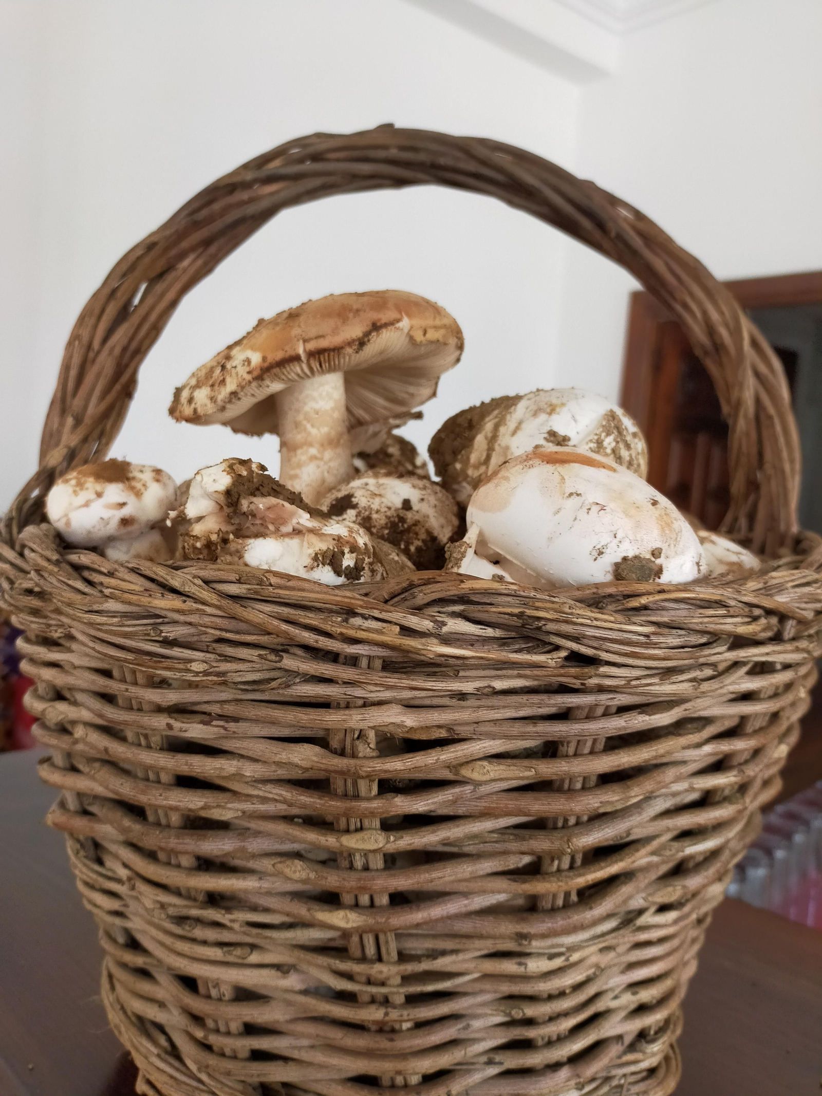 Cesta de gurumelos. Cesta de gurumelos.