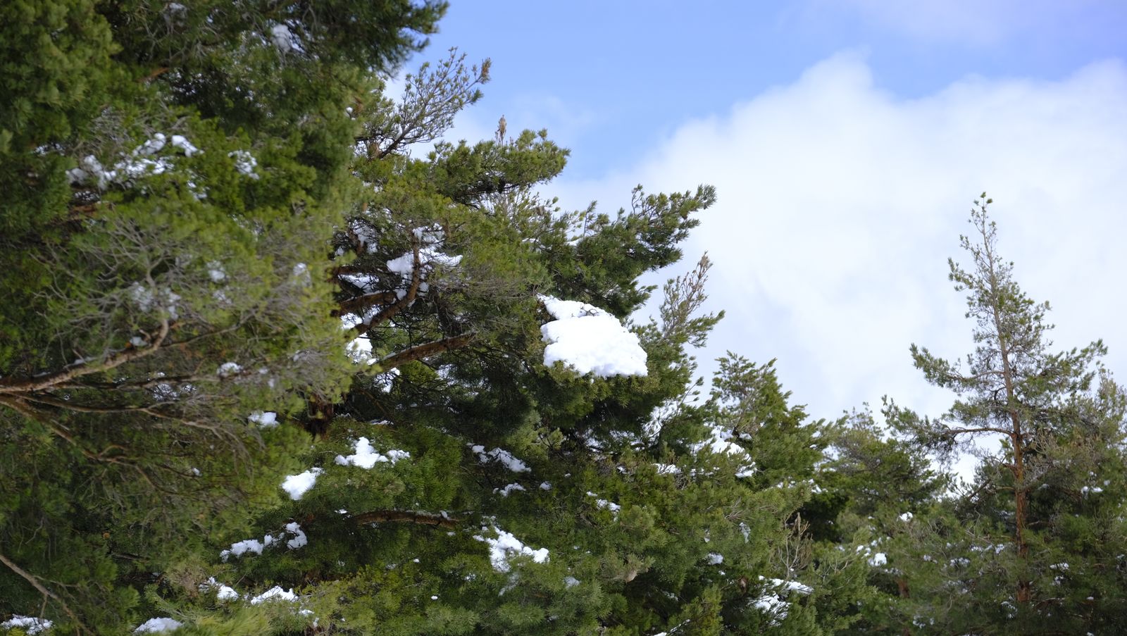 Imágenes del temporal de nieve en la provincia de Almería.