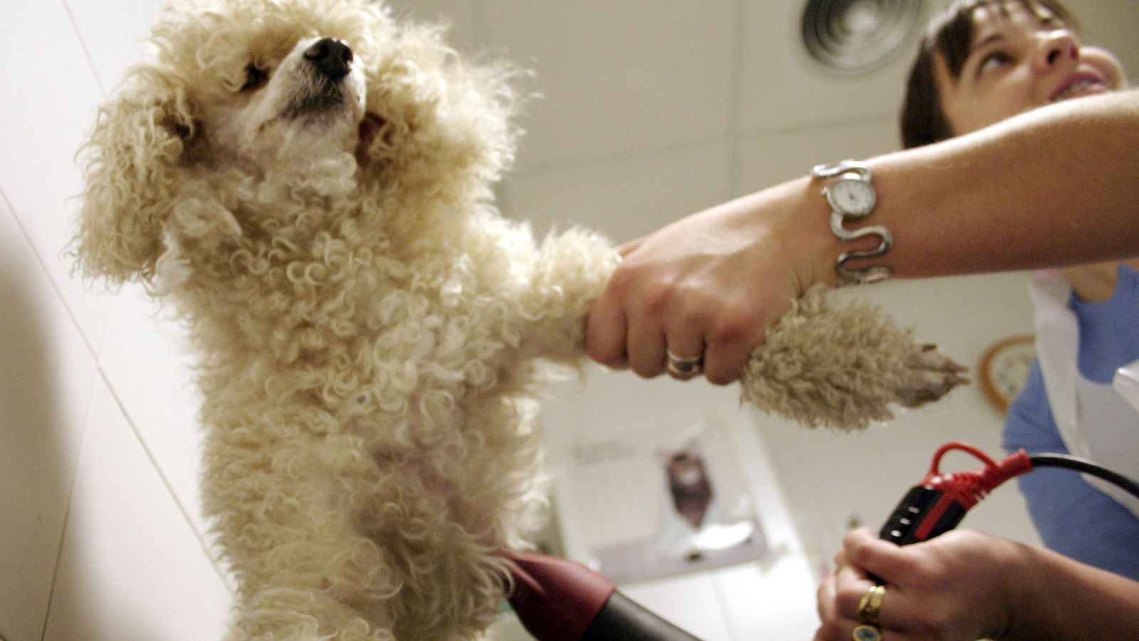 Sesiones de belleza (cortar uñas, baños más frecuentes...), no sólo mejoraran la higiene de la casa y el animal sino que distraerán a todos los miembros de la casa.