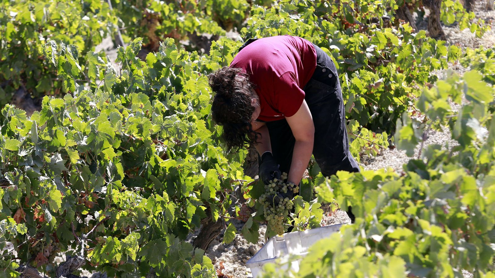 Vendimia y pisa de la uva tradicional en Viña El Corregidor de Bodegas Luis Pérez