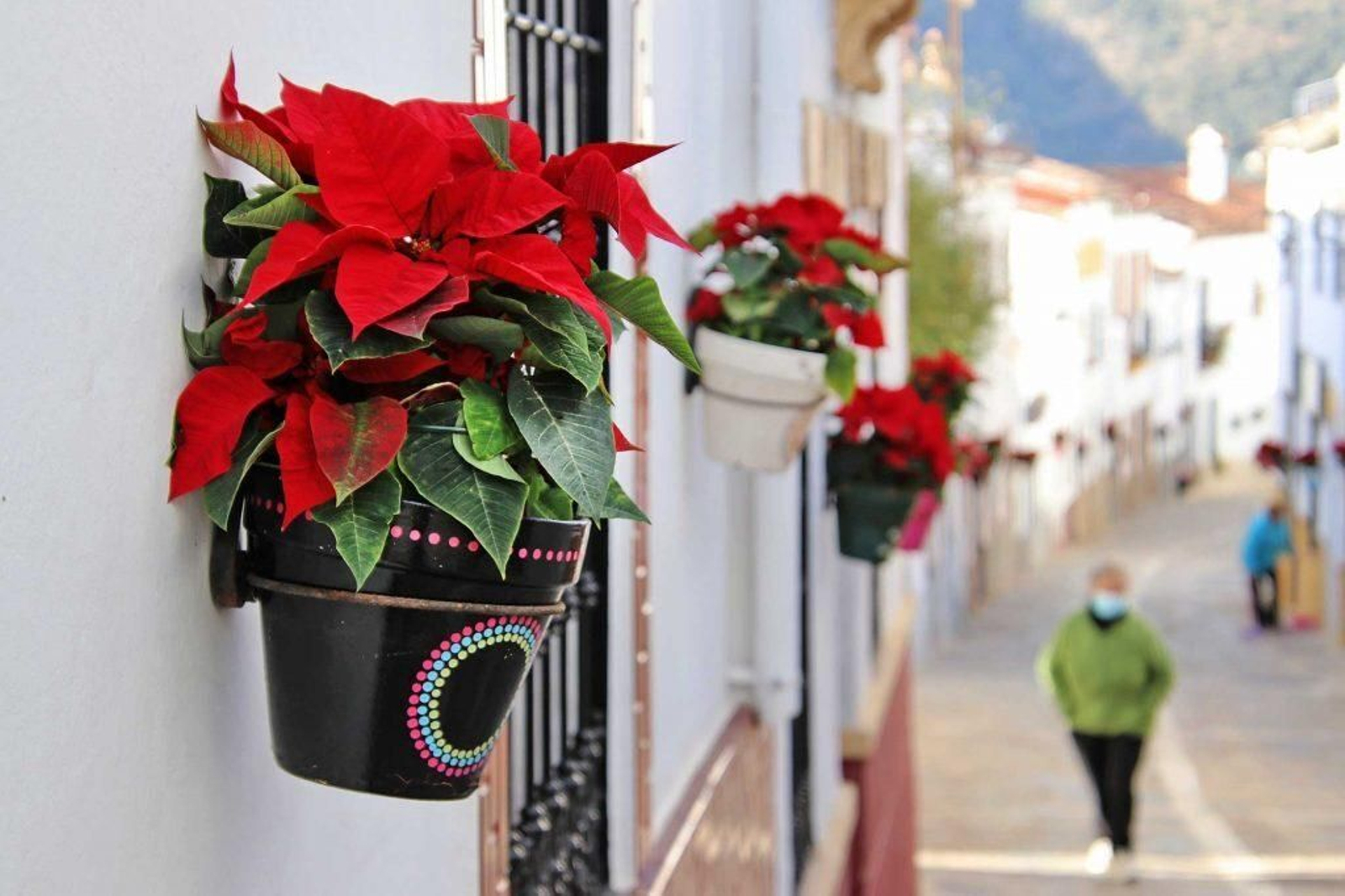 Decoración con pascueros en una de las calles de Jimera de Líbar.