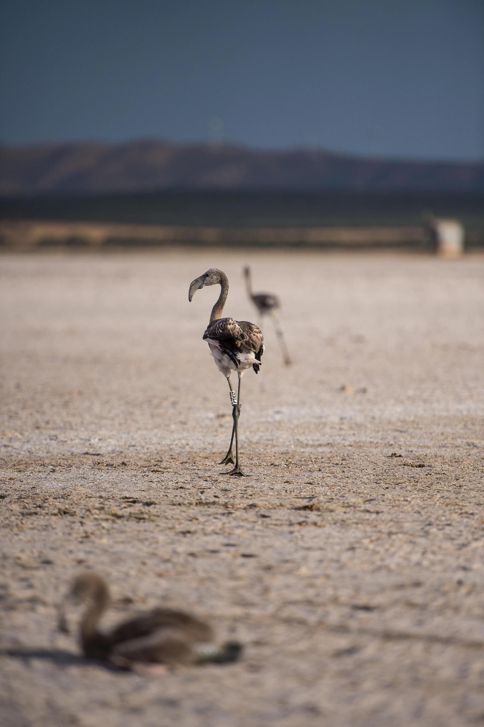 Flamencos en la Laguna de Fuente de Piedra durante el anillamiento (fotos)