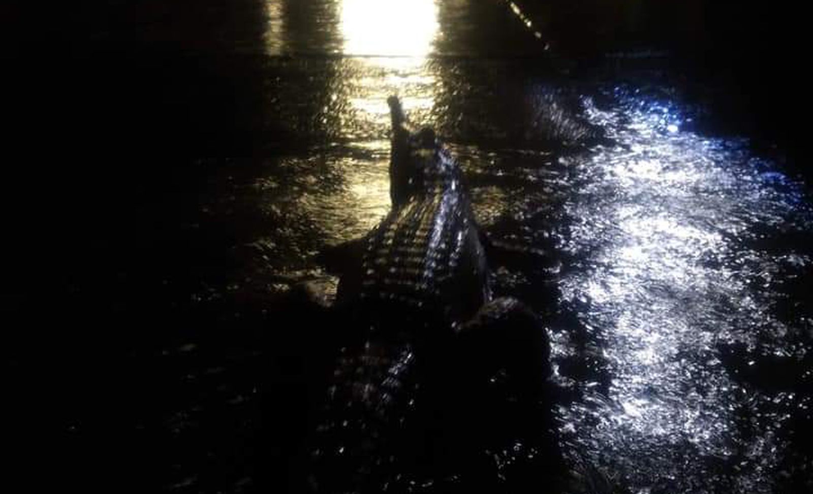 Uno de los cocodrilos avistados Erin Hahn