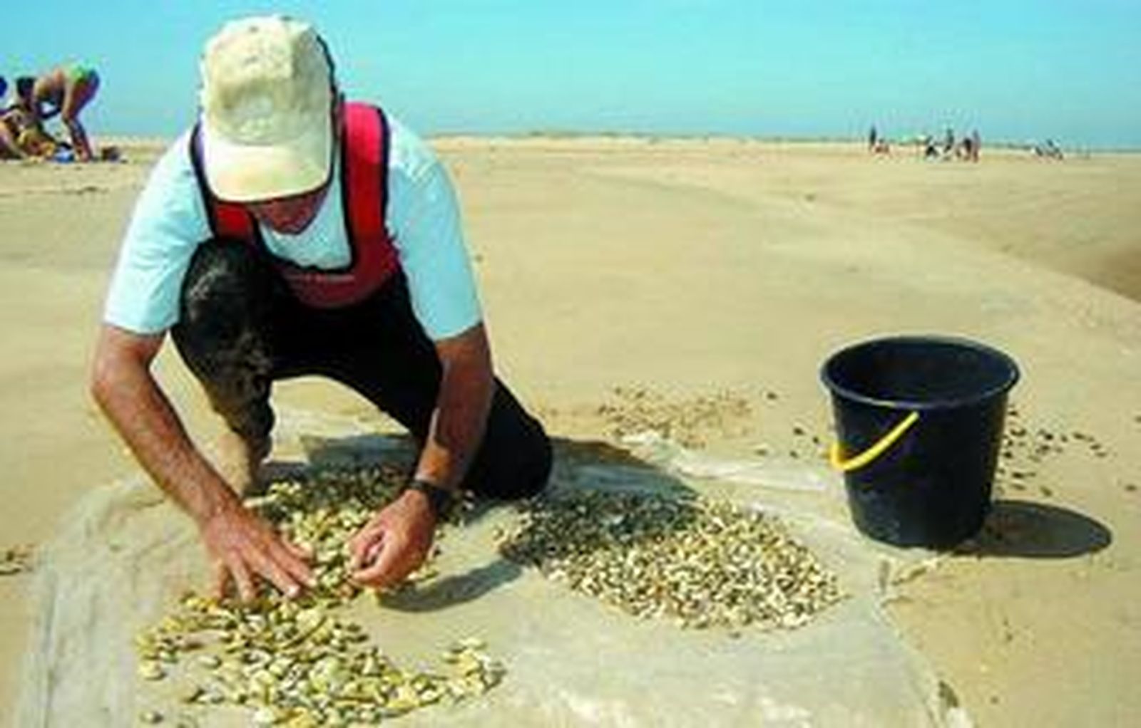 Para recoger coquinas es necesario tener una licencia.