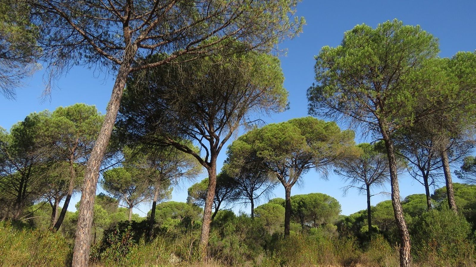 Terrenos donde se asentará el CEUS en la localidad de Moguer.