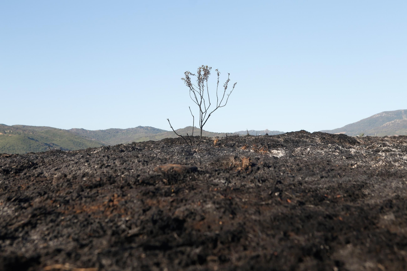 Daños en el Parque Centenario de Algeciras tras el incendio nocturno, en imágenes