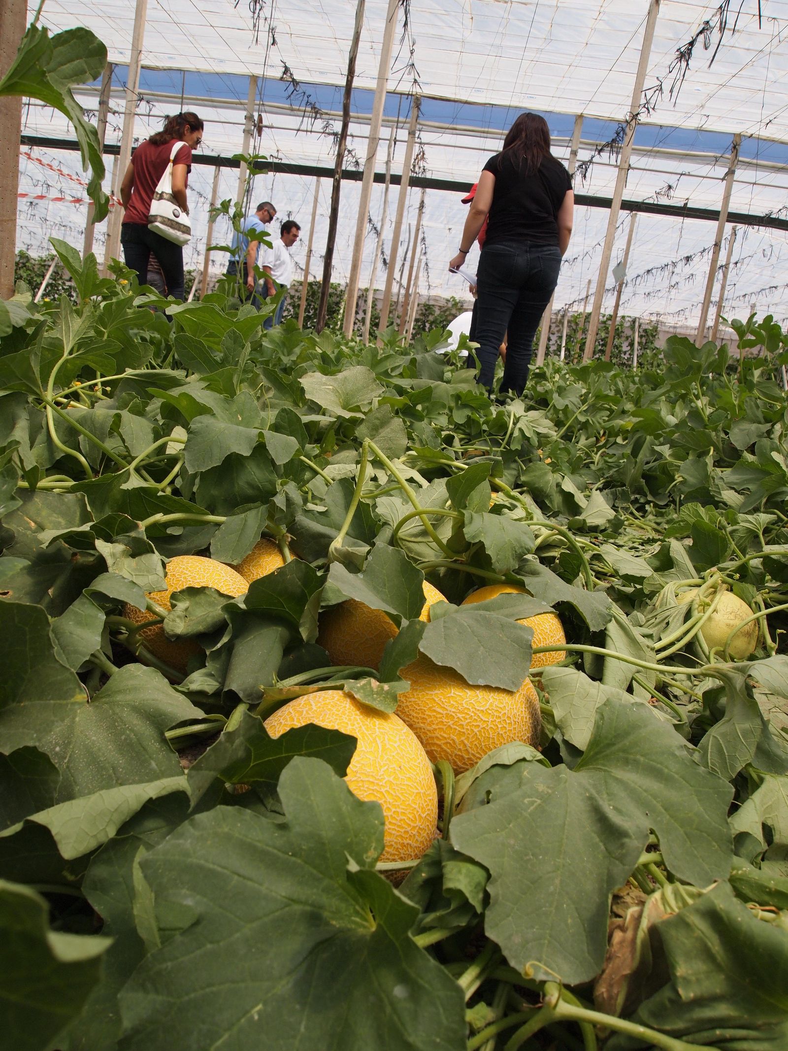 El melón Galia registra esta semana un precio medio de liquidación al agricultor próximo a 0,30/kg.