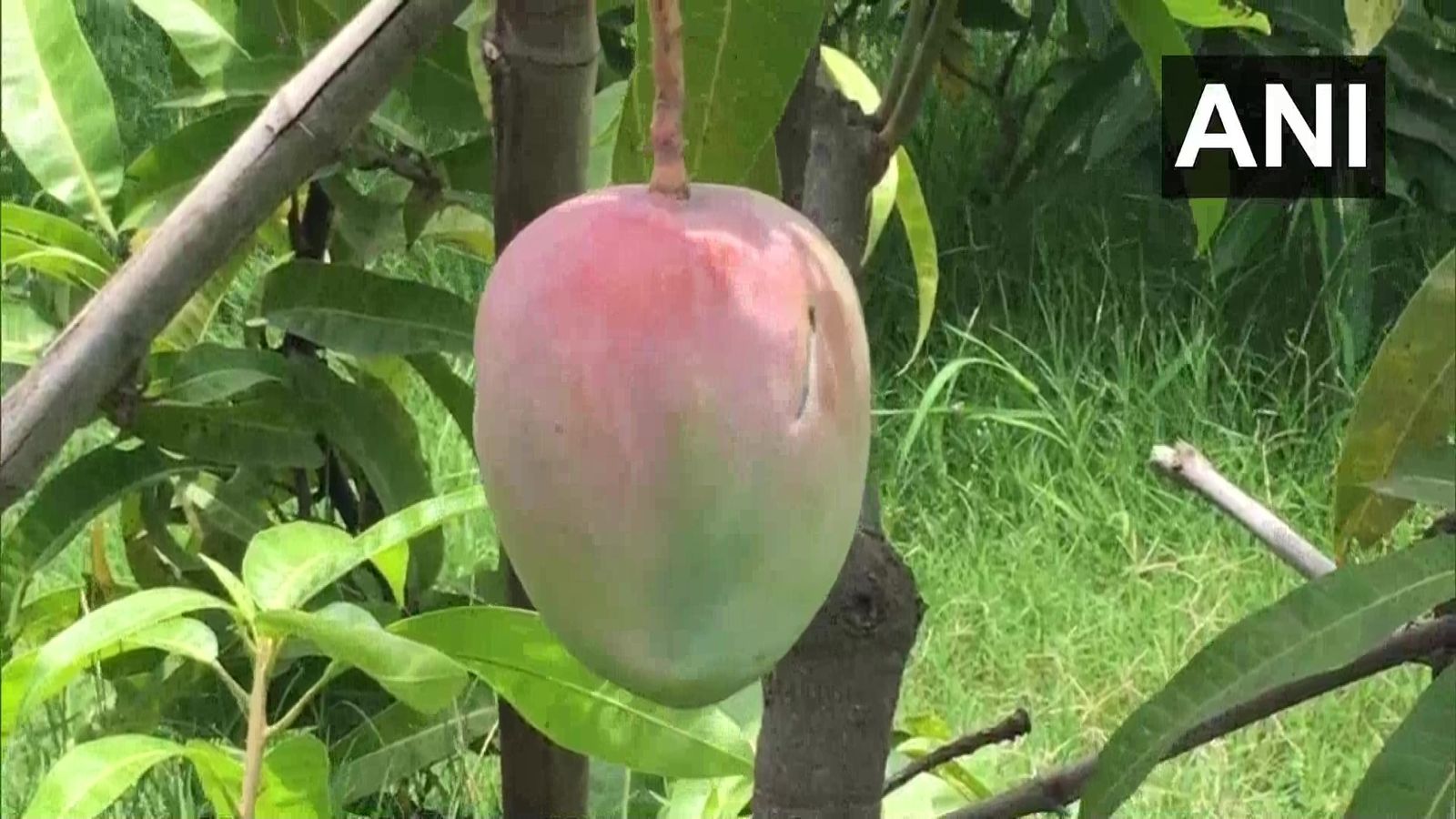 Uno de los mangos 'huevo de sol'