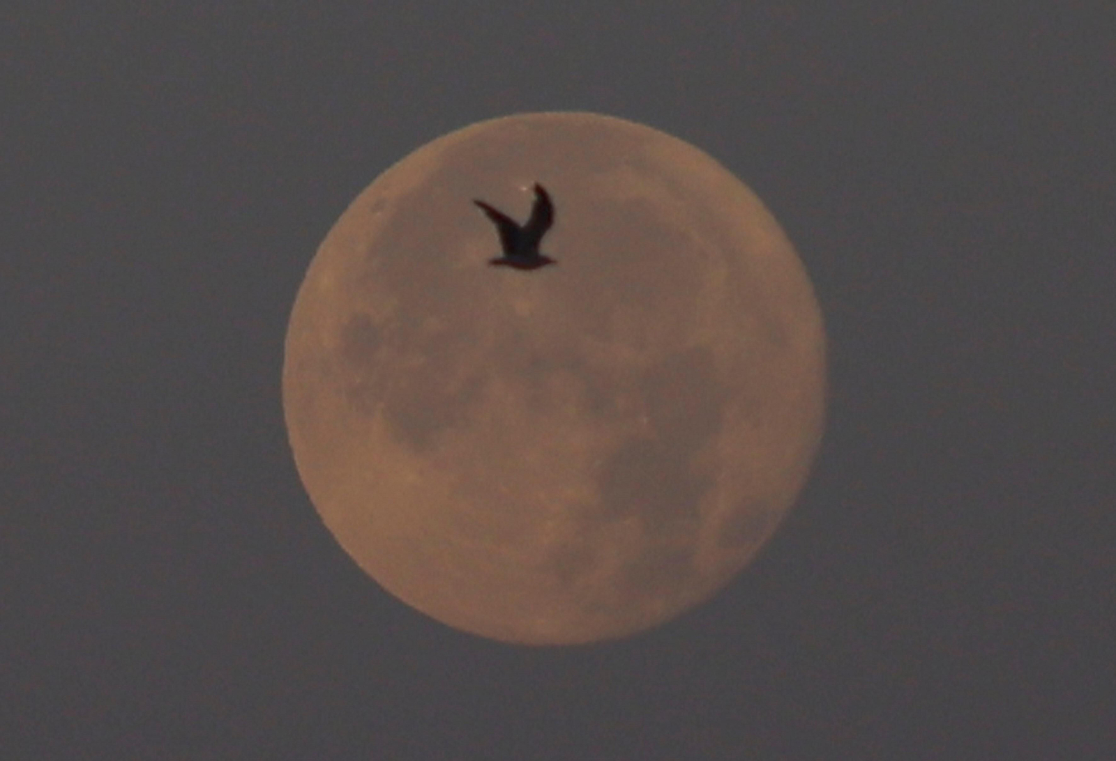 Las fotos de la Luna llena de julio en Málaga
