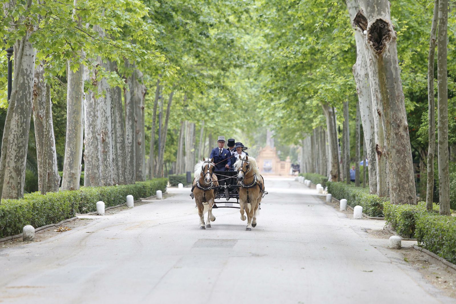 El concurso de enganches, en imágenes