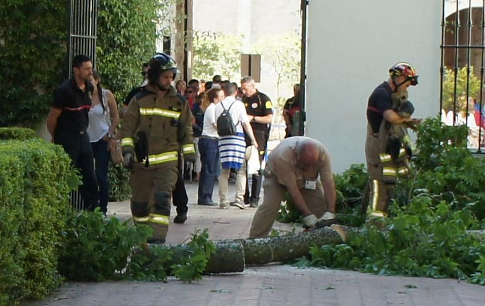 Los bomberos y Parques y Jardines cortan la rama caída en el Patio del León en el Alcázar.