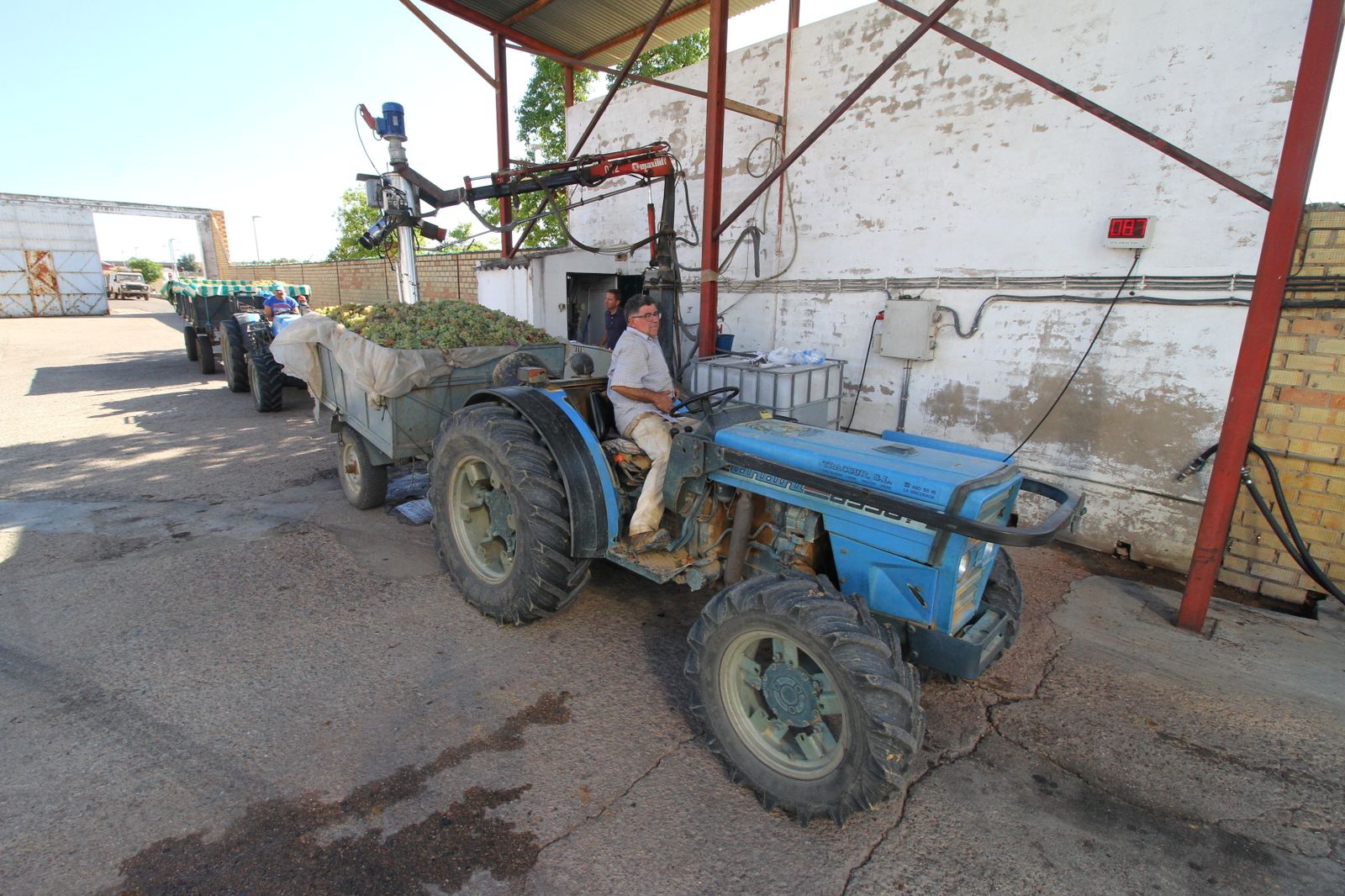 Imágenes de la vendimia en el Condado de Huelva.