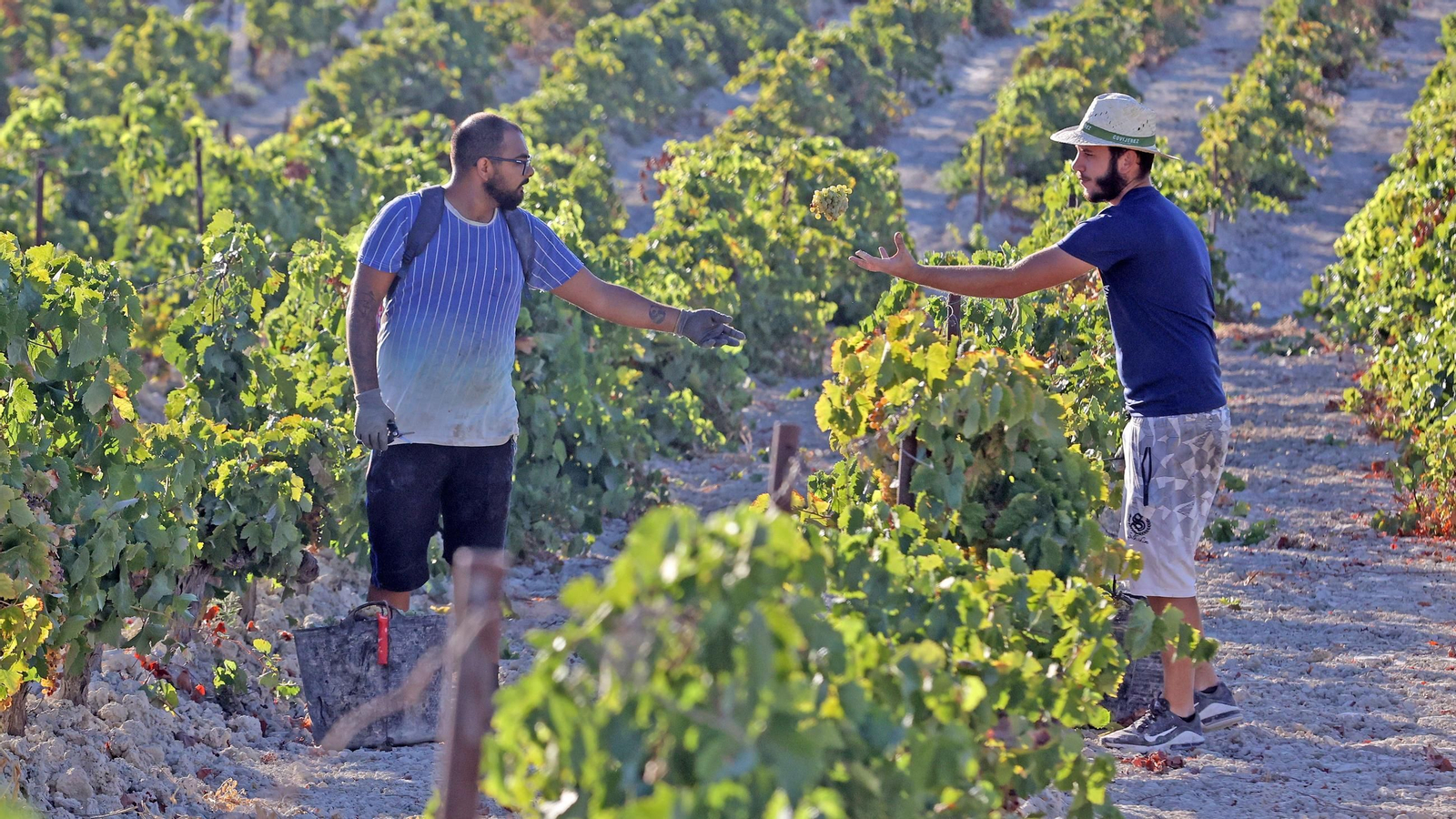 Vendimia a mano en la Viña El Caribe en Jerez