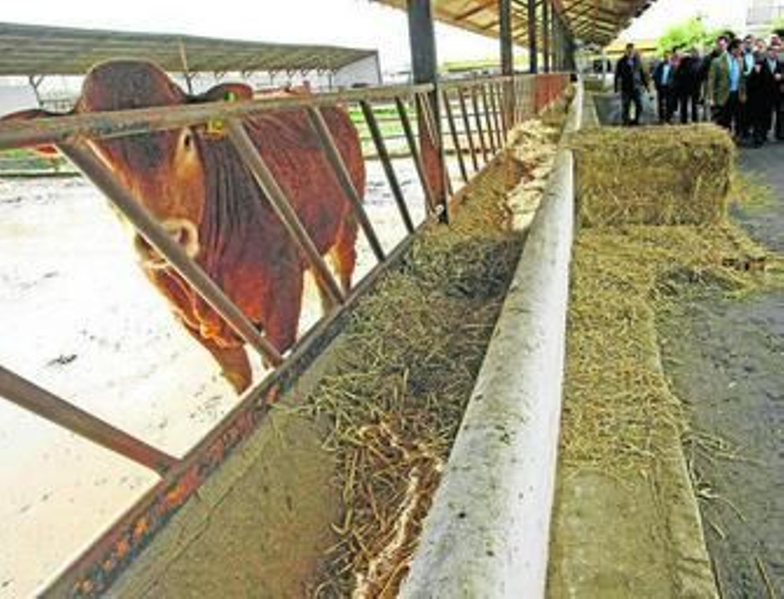 Ejemplar de ganado retinto en el Centro Experimental de Diputación durante una visita del ministro Arias en enero.