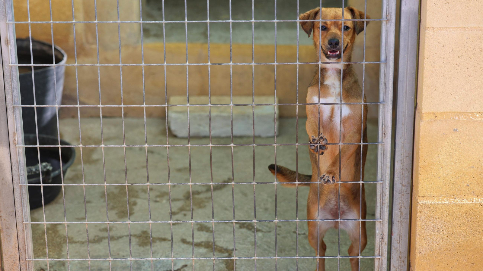 Los perros que buscan familia en la protectora de Animales de Málaga