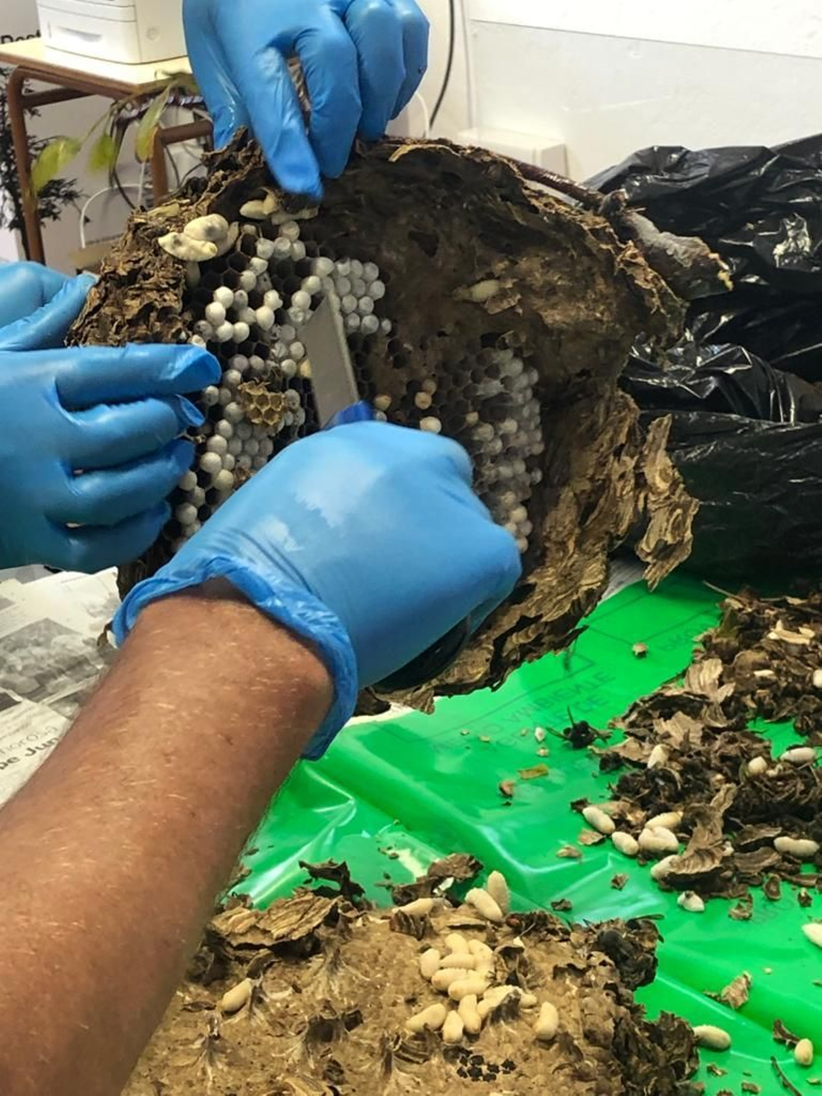 El examen del nido de avispa asiática de Los Barrios.