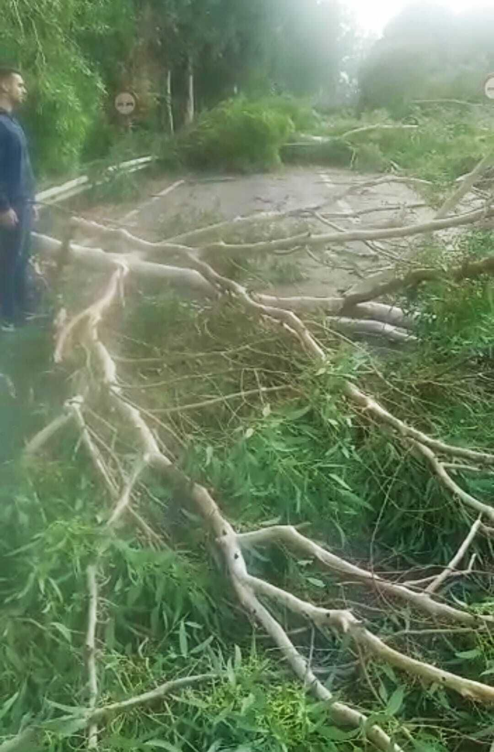 Olivos de la Sierra de Cádiz arrancados de cuajo por la borrasca.
