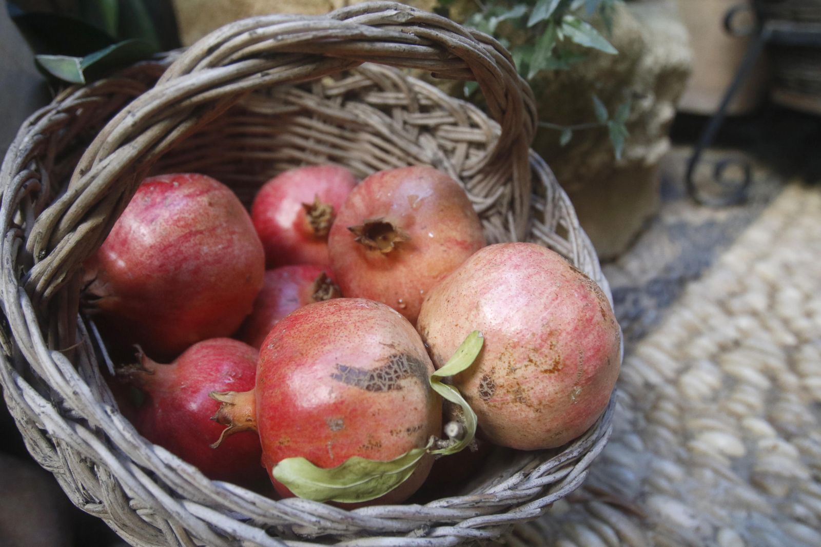 Los Patios en otoño, en fotografías
