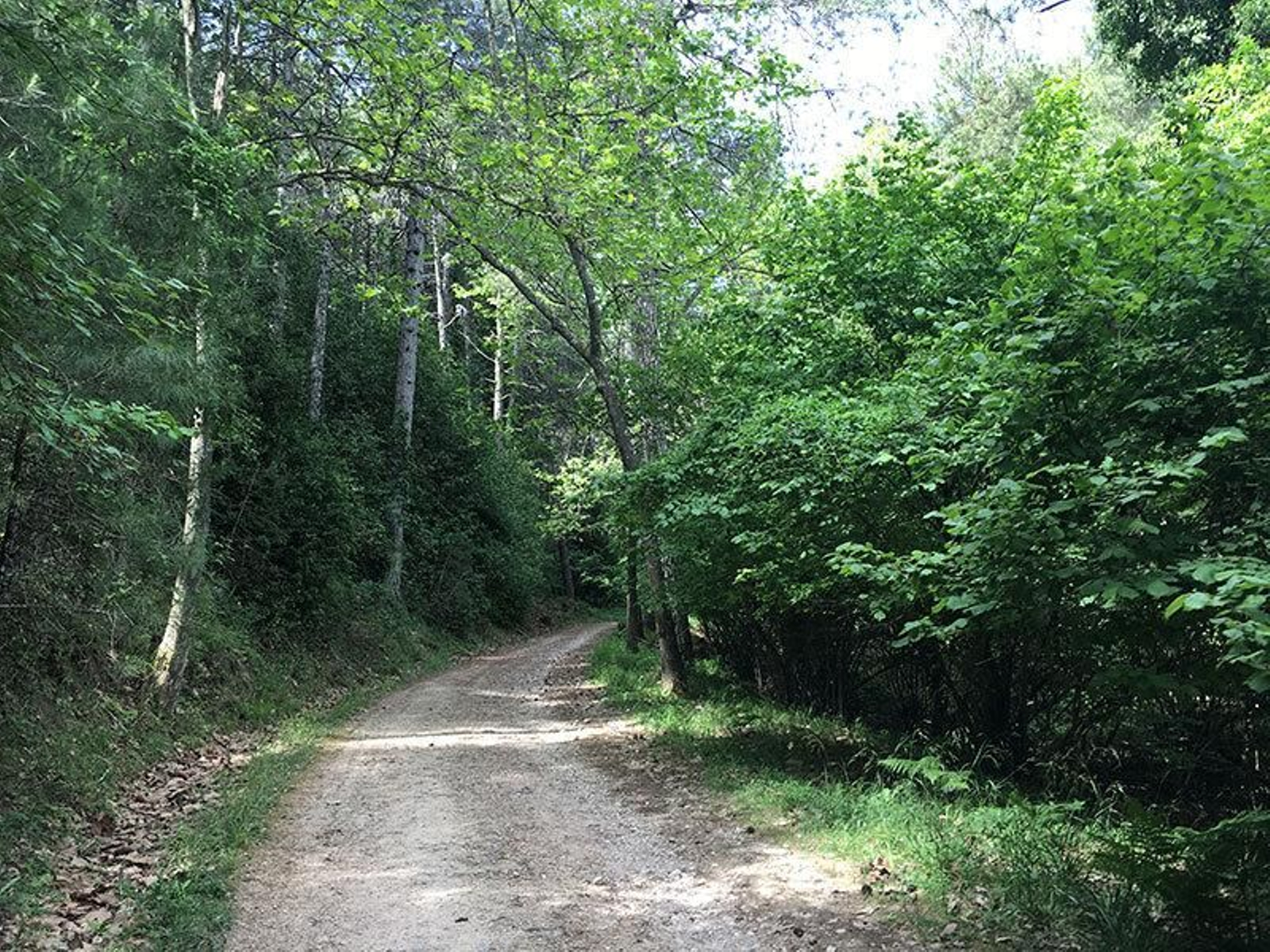 Reserva natural de Las Acebeas, un bosque de acebos por el que da gusto pasear.