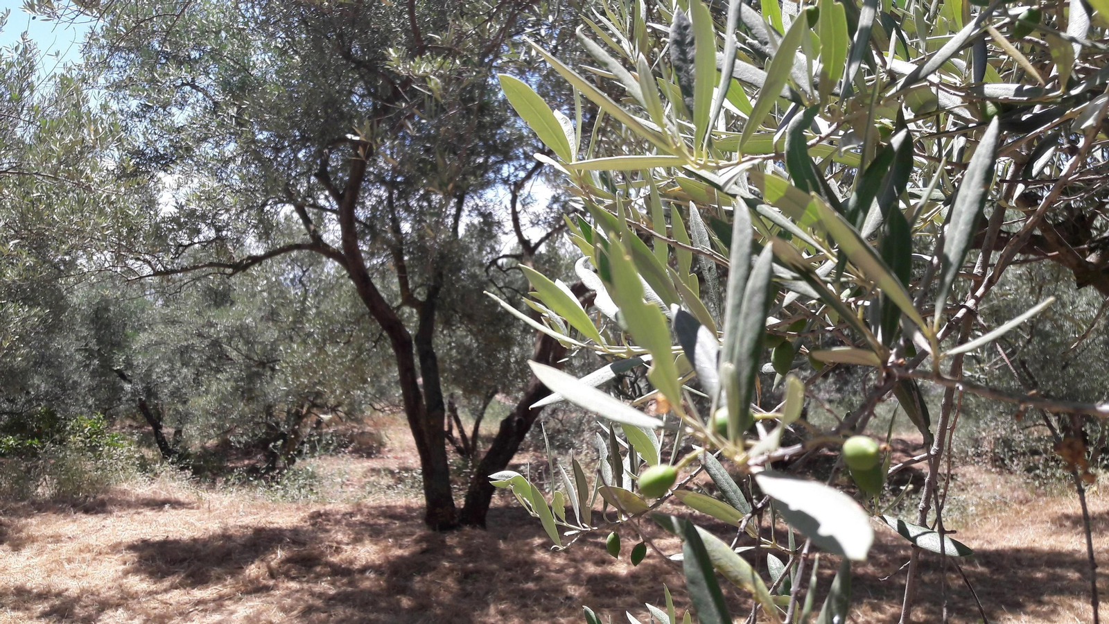 Olivar cultivado en ecológico.