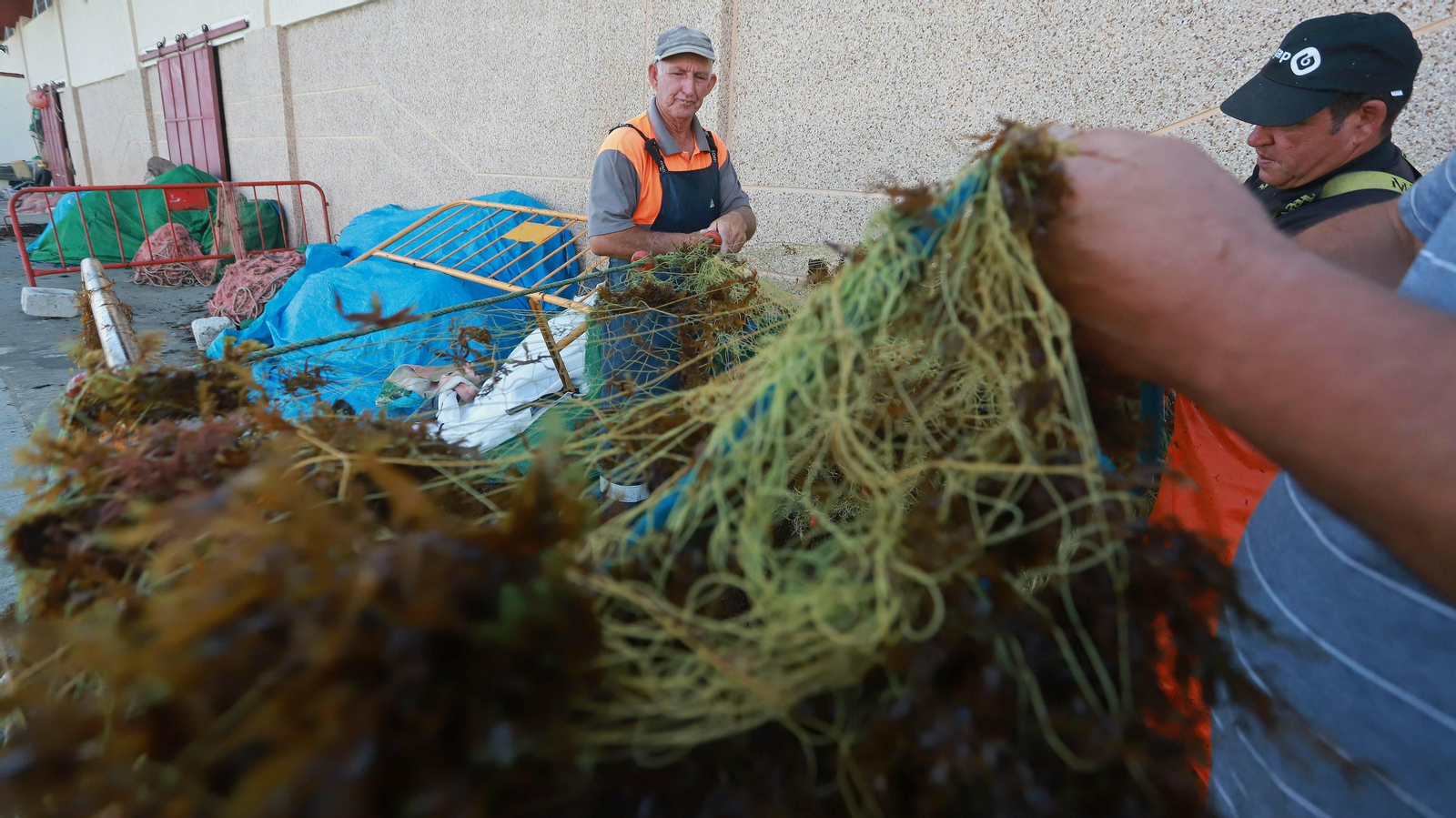 El alga invasora ahoga la pesca en Algeciras