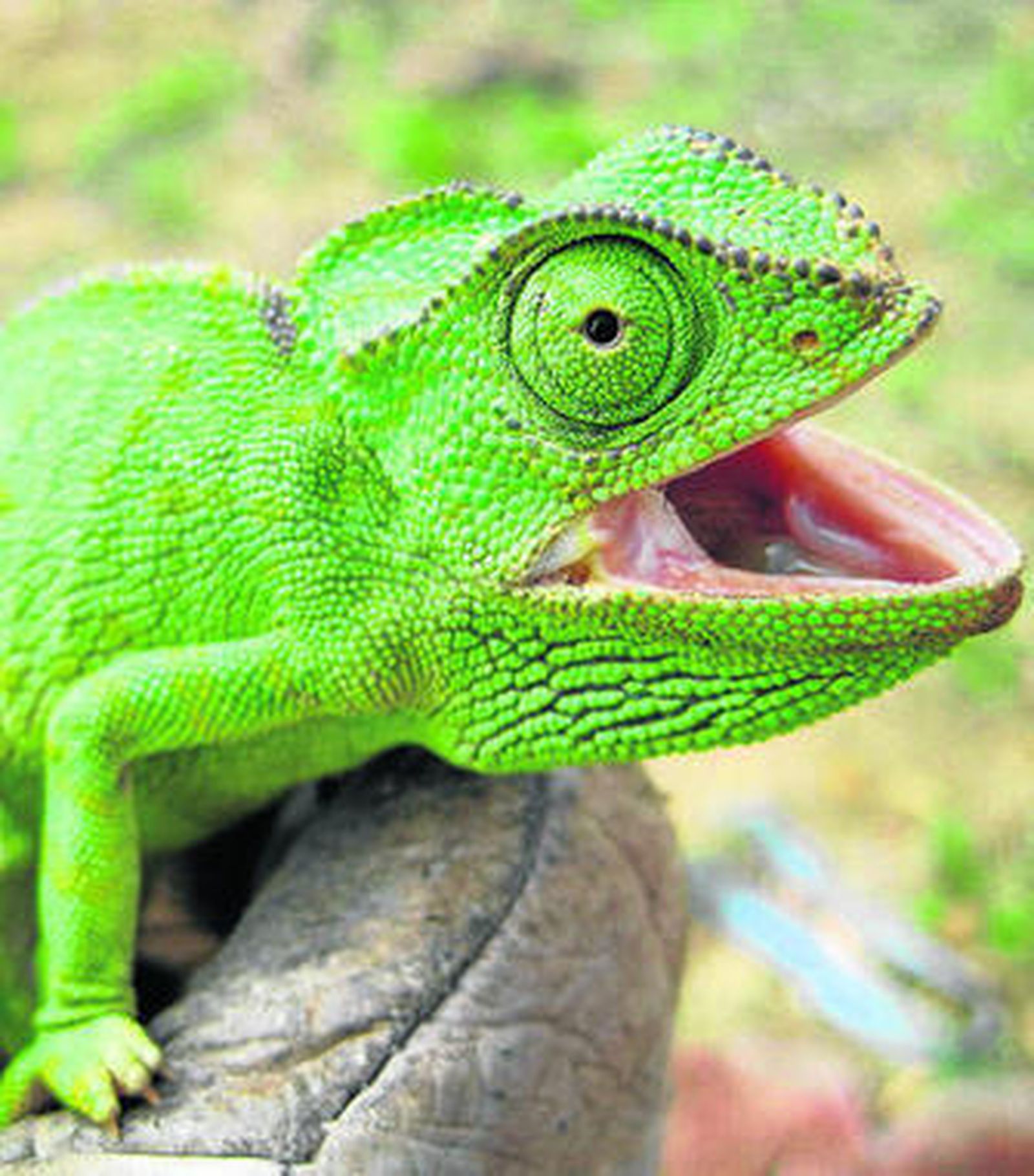 Ejemplar de camaleón común.