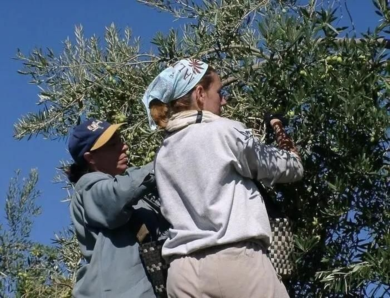 Se calcula que el número de olivo es de 300 unidades en el municipios