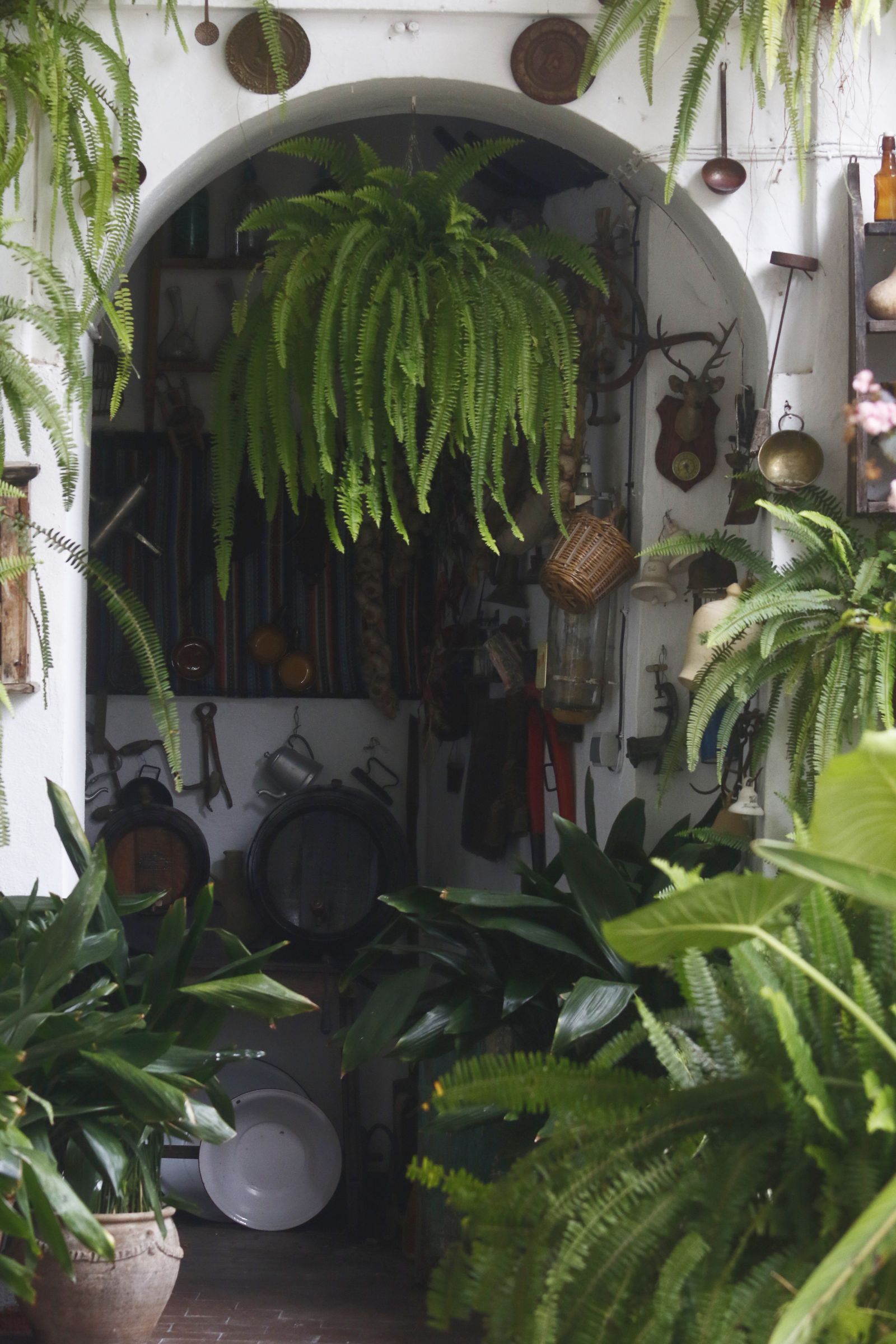 Los Patios  de Córdoba en tiempos de crisis: Siete Revueltas, 1