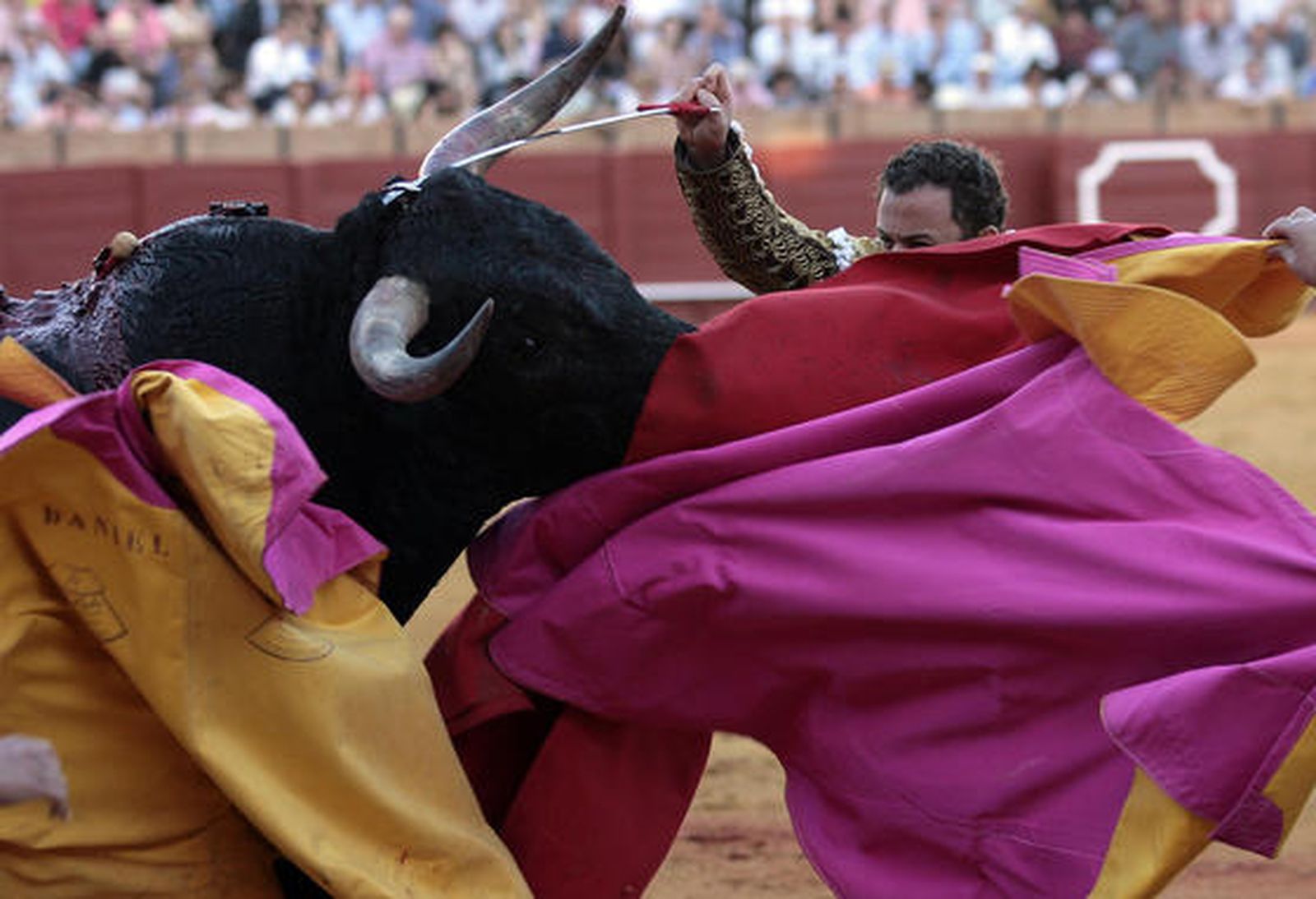 Rafaelillo trata de lidiar al quinto toro, del que sufrió también una cogida., 

Foto: Juan Carlos Muñoz