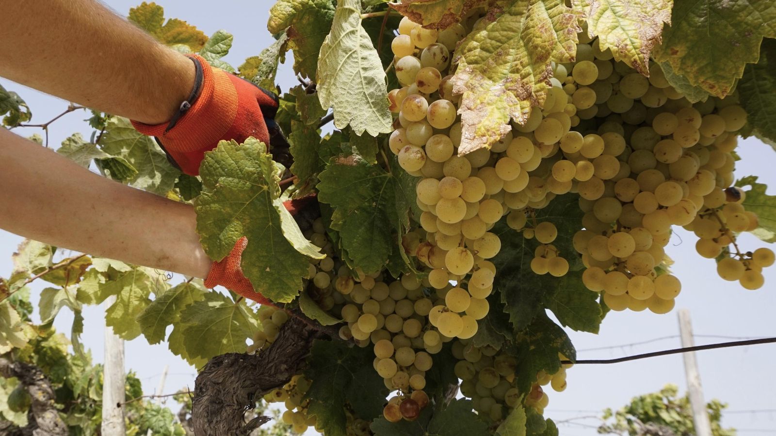 Arranca el momento más esperado para esta bodega jerezana: la vendimia.