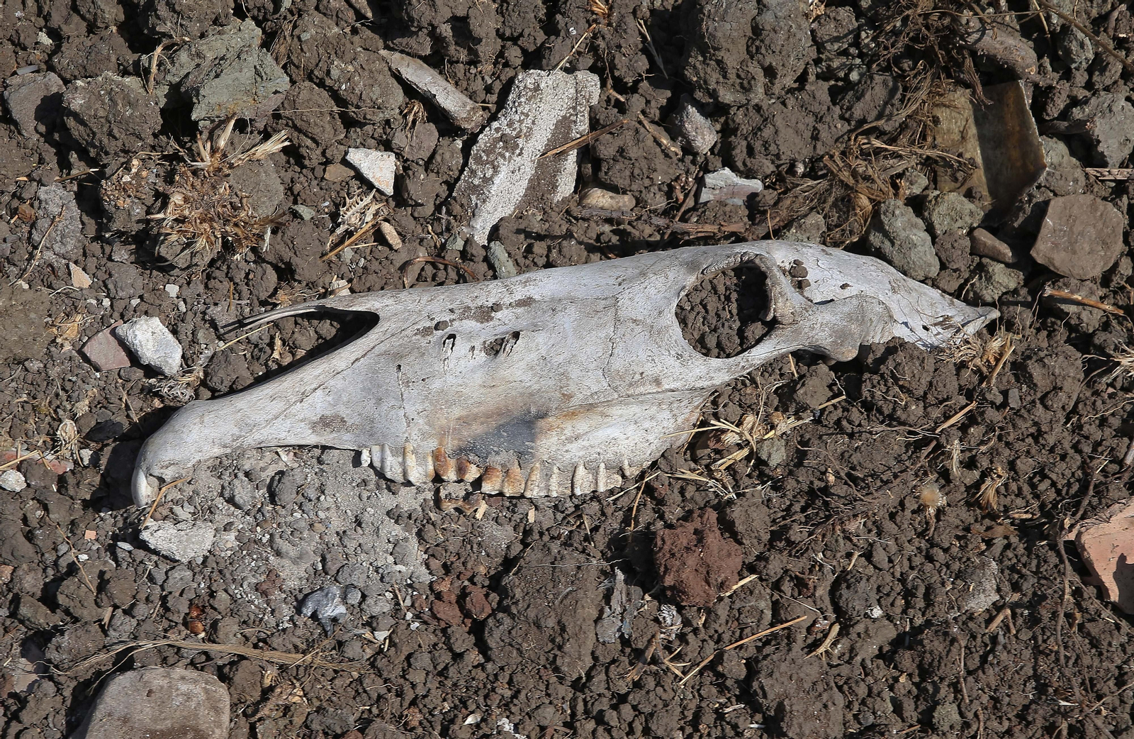 El cementerio ilegal de caballos de Algeciras, en imágenes