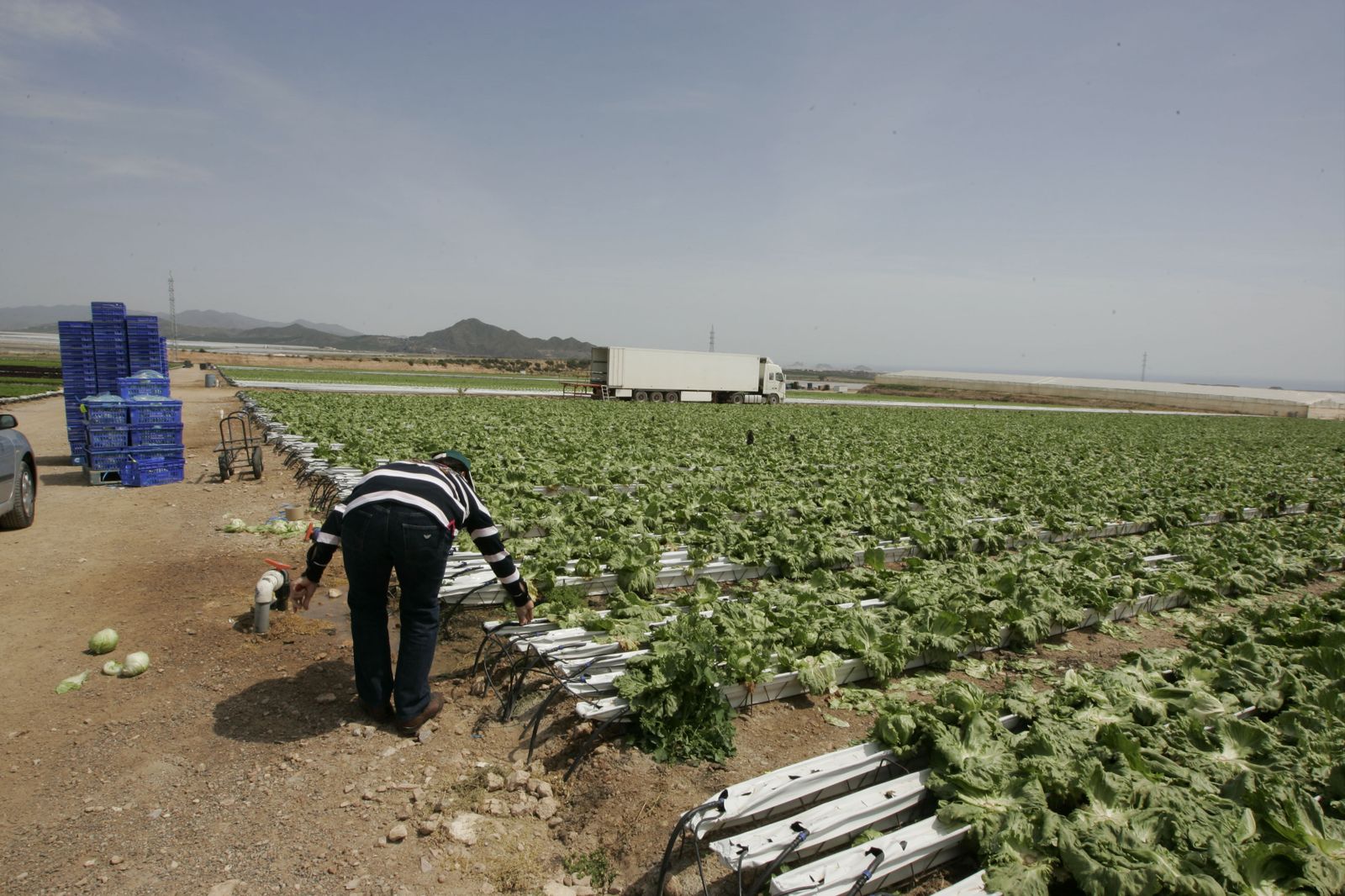 Campo de lechugas al aire libre cultivado en el levante almeriense.